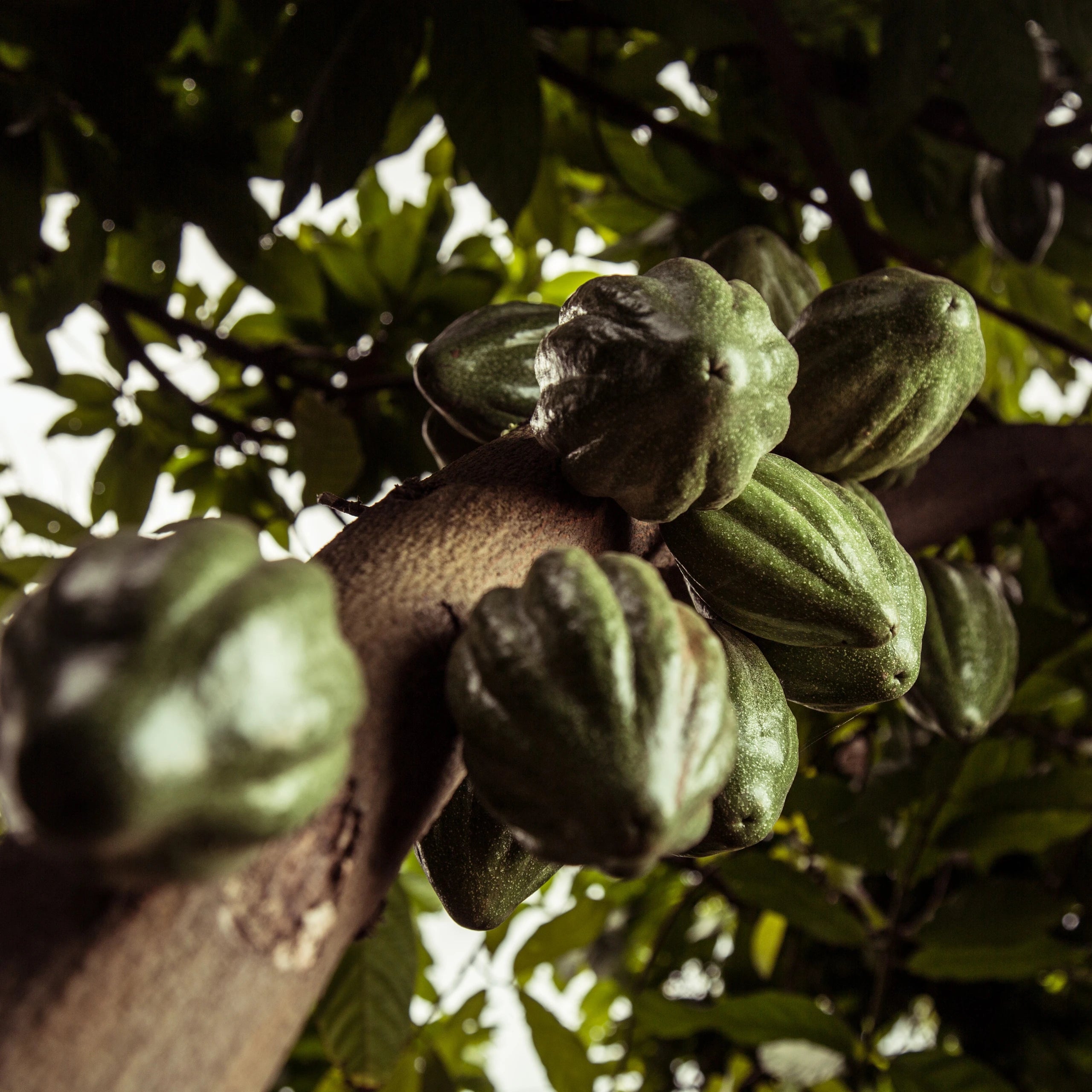 The Best European Chocolate - Meybol Cacao - Piura 72%