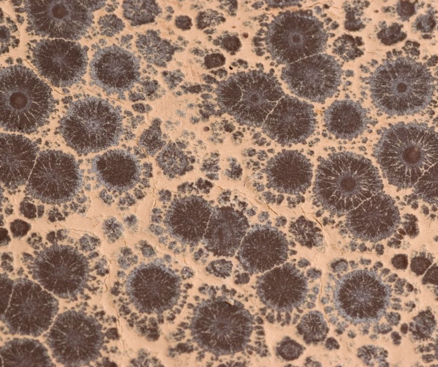Close-up of a dark chocolate bar with fat bloom — a pale grey, chalky film across its surface